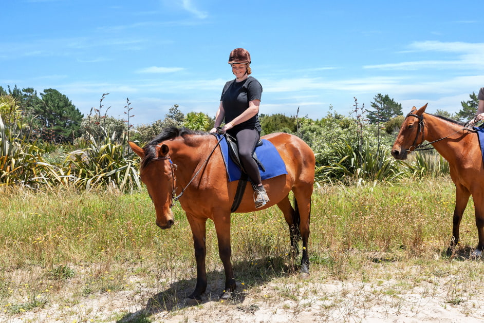 Gentle horse ready for trekking in Northland