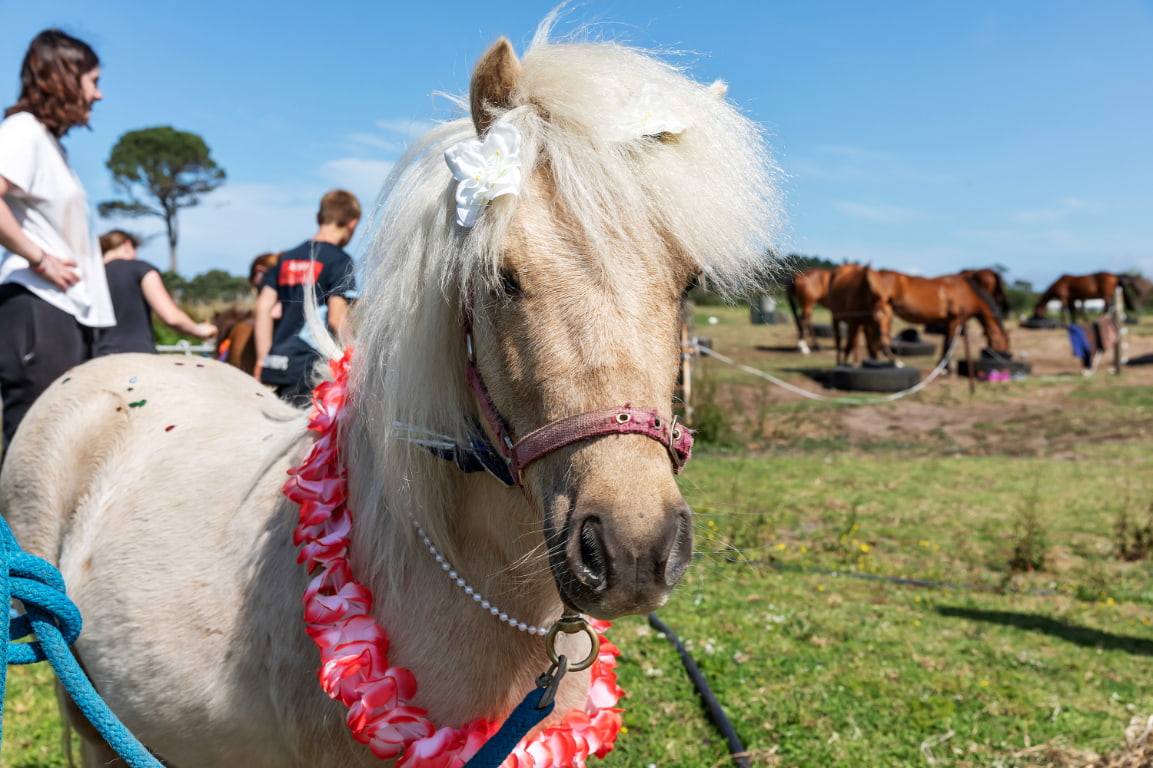 Friendly pony perfect for beginner riders